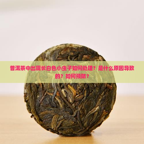 普洱茶中出现长白色小虫子如何处理？是什么原因导致的？如何预防？