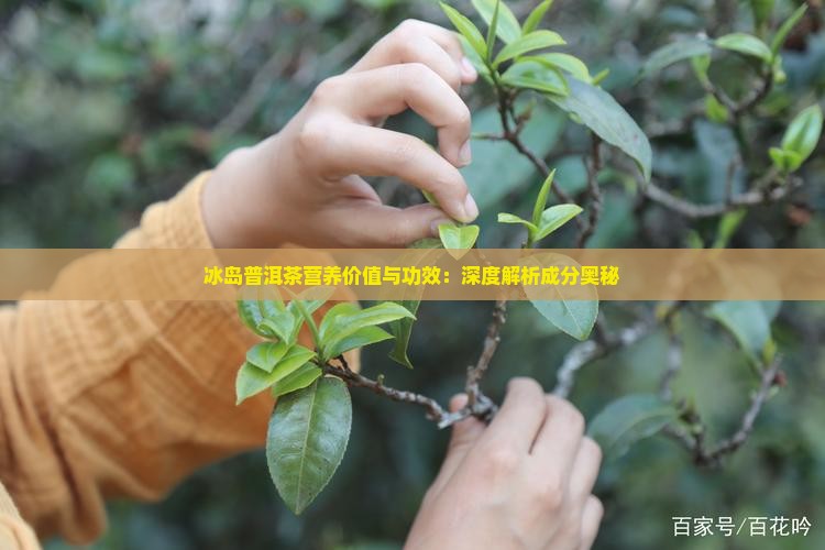 冰岛普洱茶营养价值与功效：深度解析成分奥秘