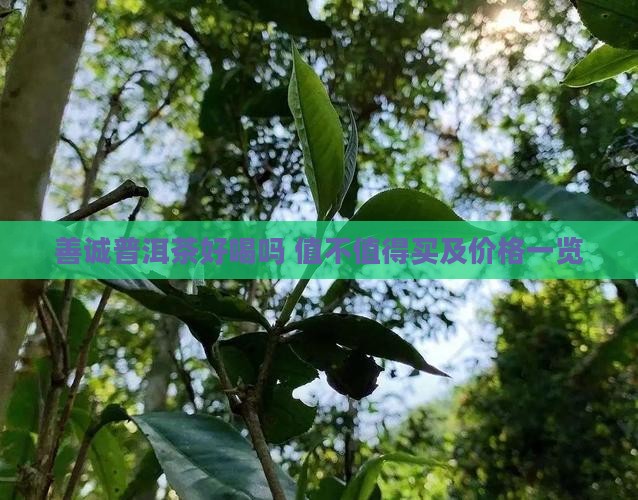 善诚普洱茶好喝吗 值不值得买及价格一览