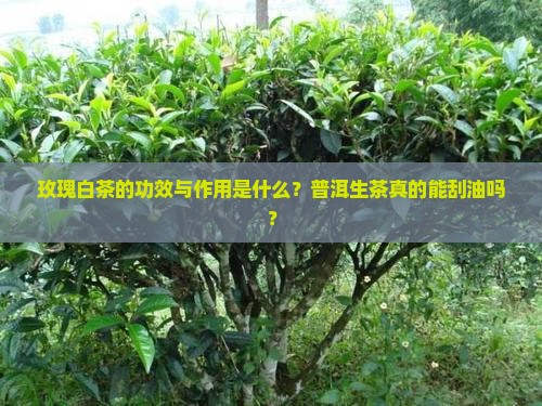 玫瑰白茶的功效与作用是什么？普洱生茶真的能刮油吗？