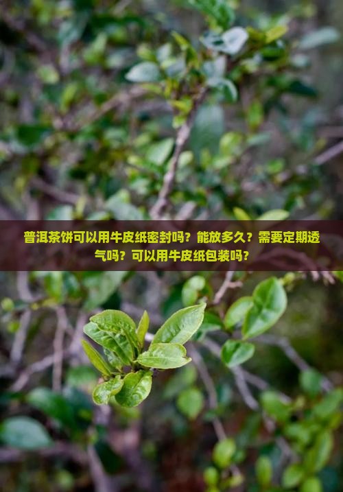 普洱茶饼可以用牛皮纸密封吗？能放多久？需要定期透气吗？可以用牛皮纸包装吗？