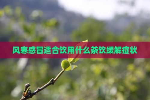 风寒感冒适合饮用什么茶饮缓解症状
