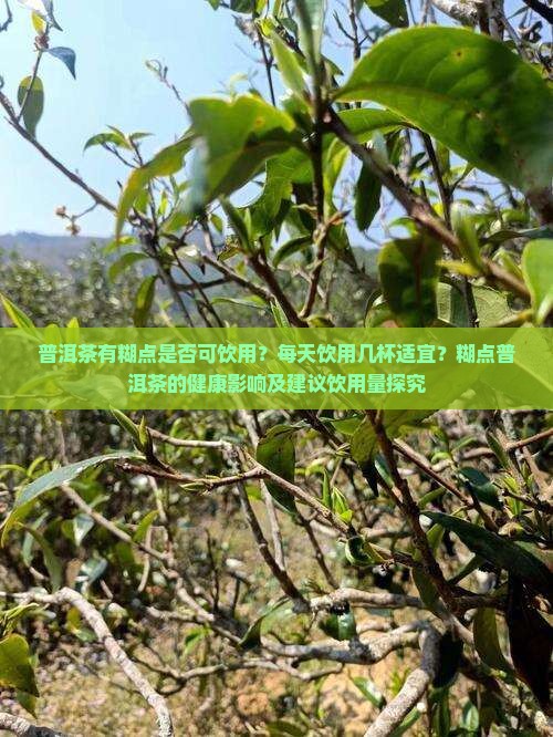 普洱茶有糊点是否可饮用？每天饮用几杯适宜？糊点普洱茶的健康影响及建议饮用量探究