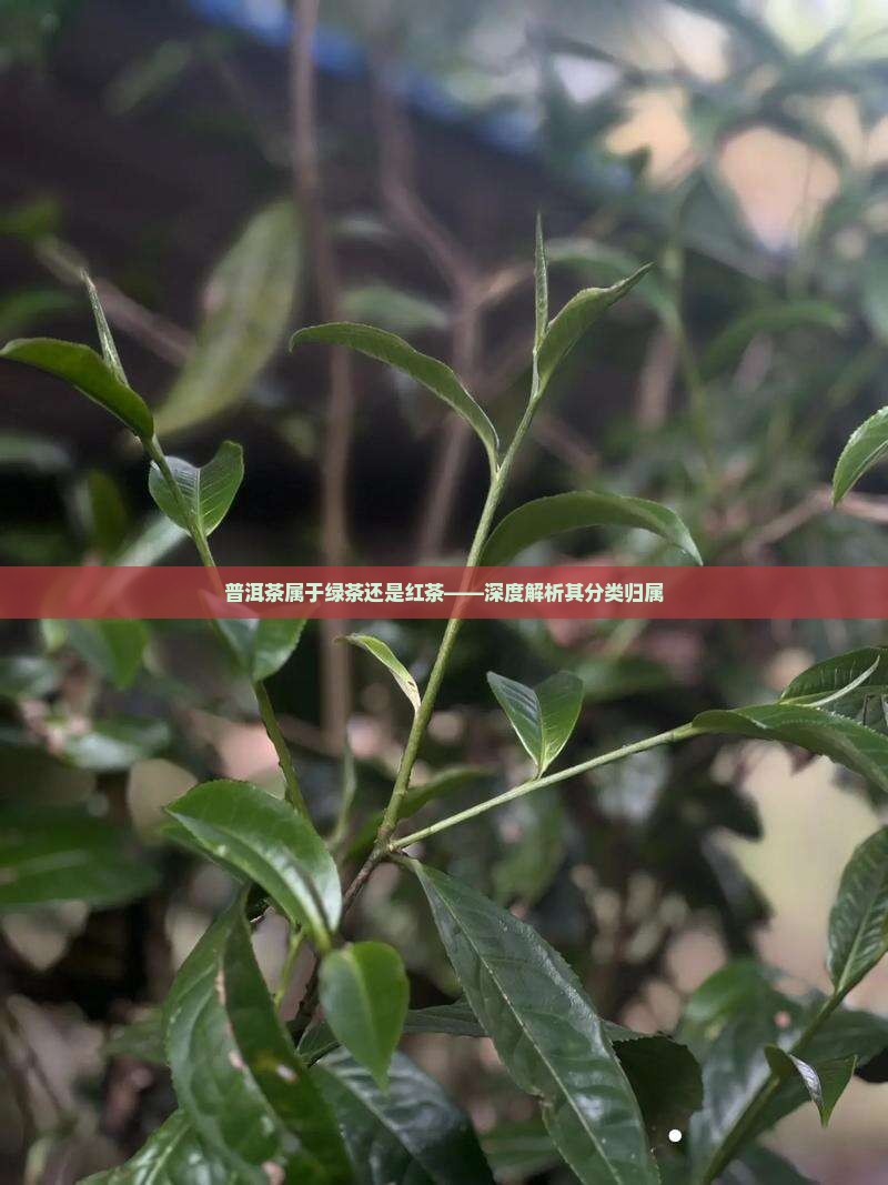 普洱茶属于绿茶还是红茶——深度解析其分类归属