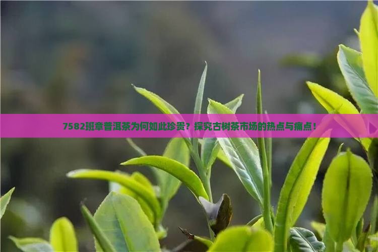7582班章普洱茶为何如此珍贵？探究古树茶市场的热点与痛点！