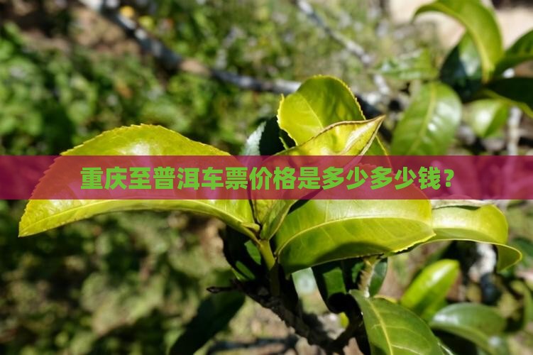 重庆至普洱车票价格是多少多少钱？