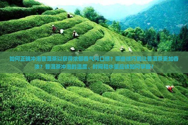 如何正确冲泡普洱茶以获得浓郁香气与口感？哪些技巧能让普洱茶更加香浓？普洱茶冲泡的温度、时间和水量应该如何掌握？