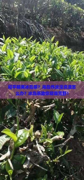 和平精英冰岛茶？海岛作战没资源怎么办？冰岛茶助你称霸荒野！