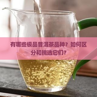 有哪些极品普洱茶品种？如何区分和挑选它们？