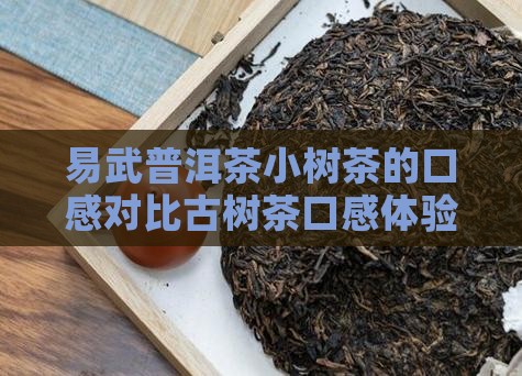 易武普洱茶小树茶的口感对比古树茶口感体验