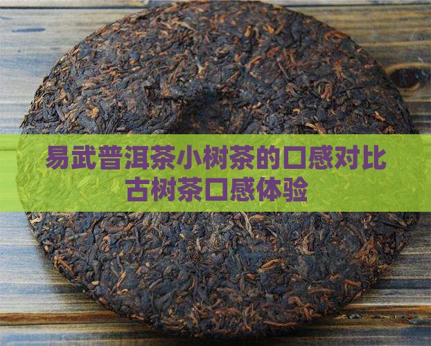 易武普洱茶小树茶的口感对比古树茶口感体验