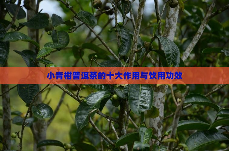 小青柑普洱茶的十大作用与饮用功效