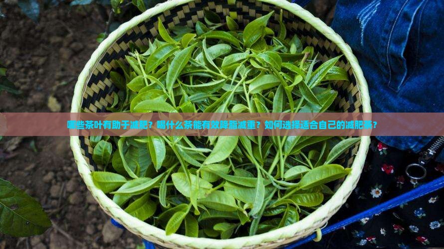 哪些茶叶有助于减肥？喝什么茶能有效降脂减重？如何选择适合自己的减肥茶？
