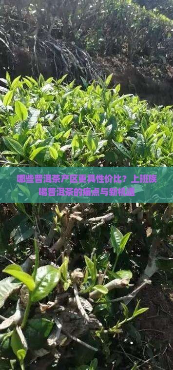 哪些普洱茶产区更具性价比？上班族喝普洱茶的痛点与新机遇
