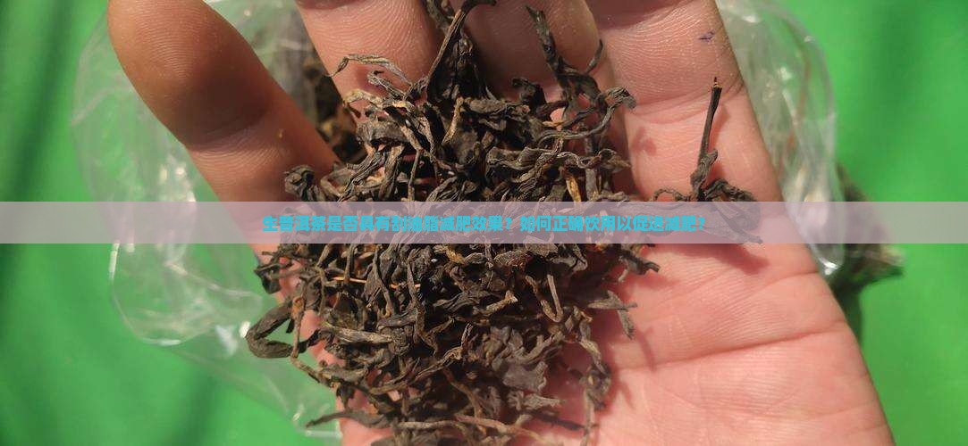 生普洱茶是否具有刮油脂减肥效果？如何正确饮用以促进减肥？