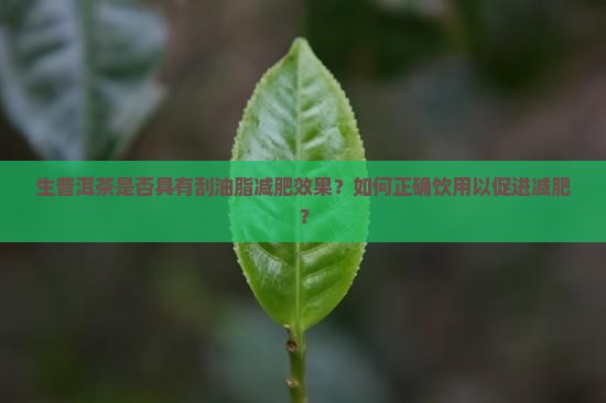 生普洱茶是否具有刮油脂减肥效果？如何正确饮用以促进减肥？