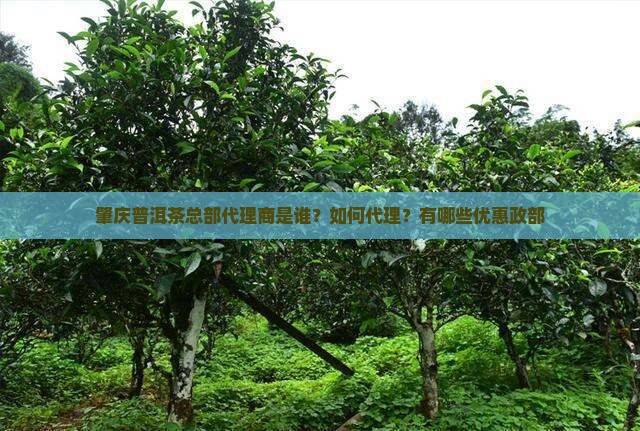 肇庆普洱茶总部代理商是谁？如何代理？有哪些优惠政部