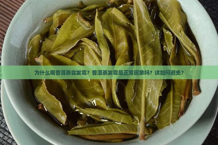 为什么喝普洱茶会发霉？普洱茶发霉是正常现象吗？该如何避免？
