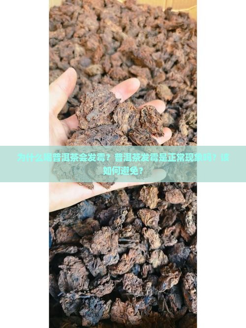 为什么喝普洱茶会发霉？普洱茶发霉是正常现象吗？该如何避免？