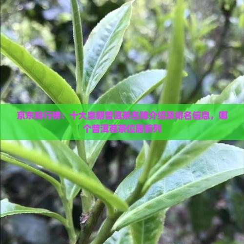 京东排行榜：十大皇朝普洱茶名牌介绍及排名信息，哪个普洱茗茶位居前列
