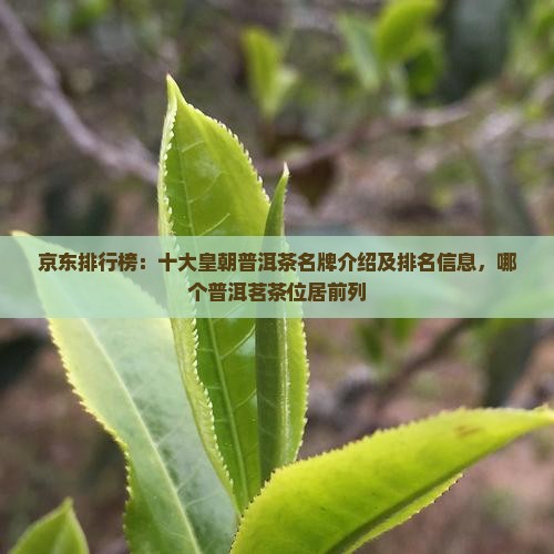 京东排行榜：十大皇朝普洱茶名牌介绍及排名信息，哪个普洱茗茶位居前列