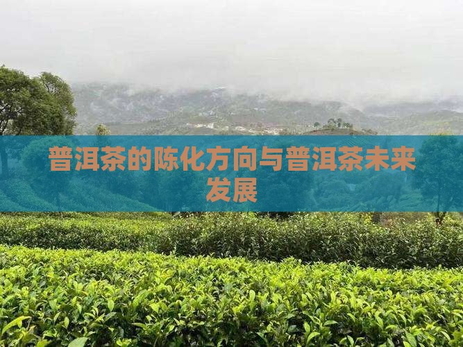 普洱茶的陈化方向与普洱茶未来发展