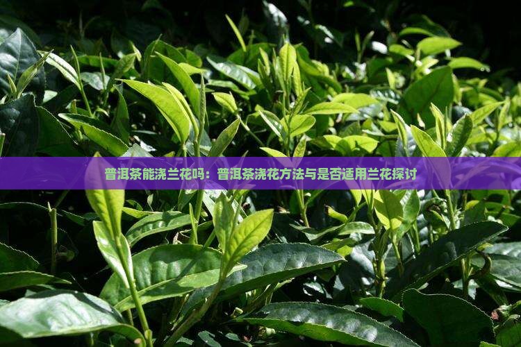 普洱茶能浇兰花吗：普洱茶浇花方法与是否适用兰花探讨