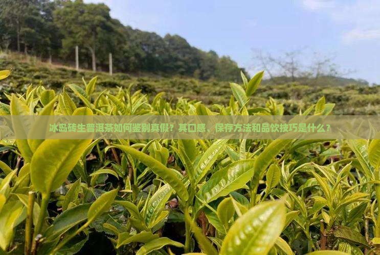 冰岛砖生普洱茶如何鉴别真假？其口感、保存方法和品饮技巧是什么？