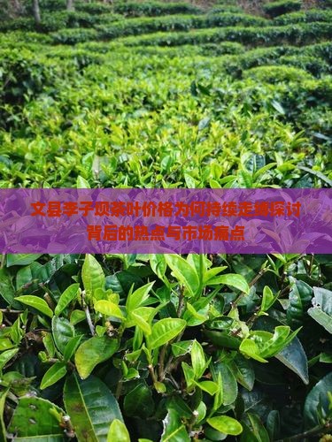 文县李子坝茶叶价格为何持续走缚探讨背后的热点与市场痛点