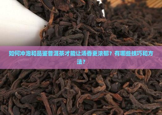 如何冲泡和品鉴普洱茶才能让汤香更浓郁？有哪些技巧和方法？