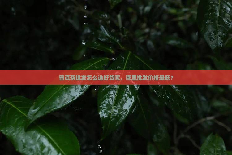 普洱茶批发怎么选好货呢，哪里批发价格最低？