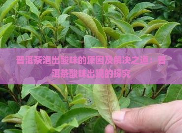普洱茶泡出酸味的原因及解决之道：普洱茶酸味出现的探究