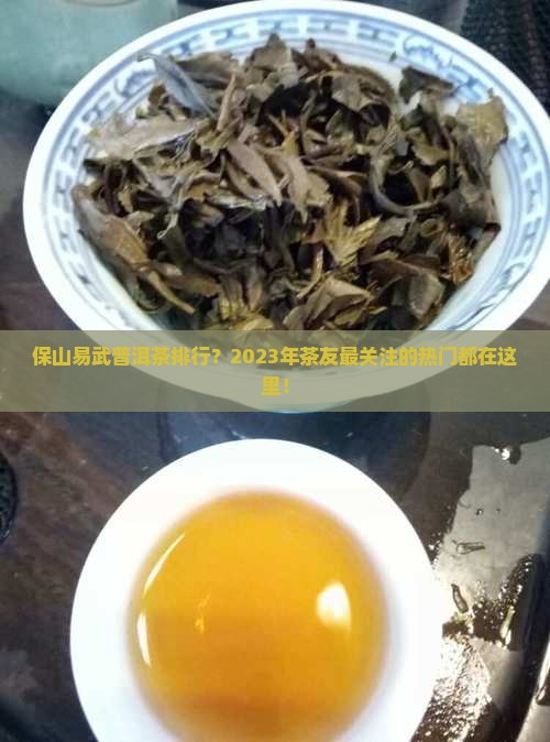 保山易武普洱茶排行？2023年茶友最关注的热门都在这里！