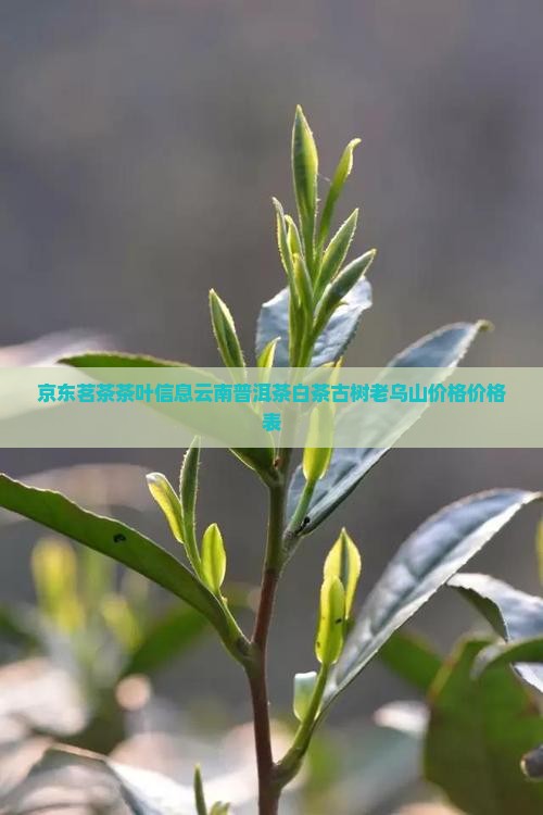 京东茗茶茶叶信息云南普洱茶白茶古树老乌山价格价格表