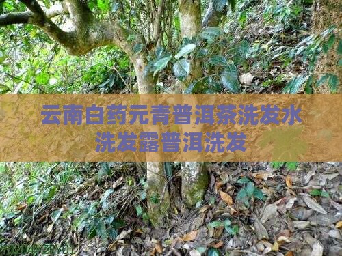 云南白药元青普洱茶洗发水洗发露普洱洗发