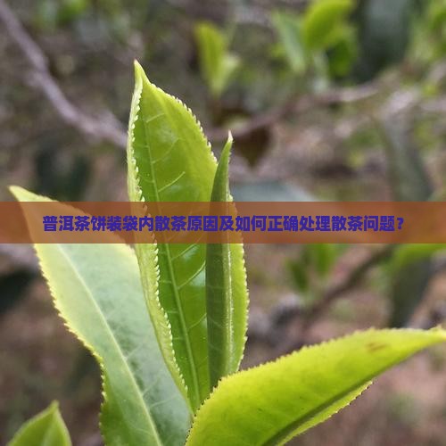 普洱茶饼装袋内散茶原因及如何正确处理散茶问题？