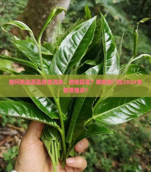 如何挑选高品质普洱茶，避免踩雷？哪些热门在2023年备受推崇？