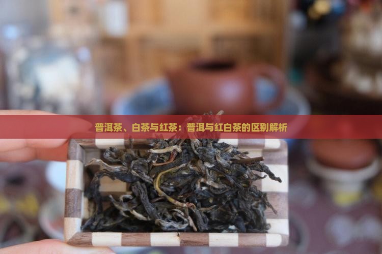 普洱茶、白茶与红茶：普洱与红白茶的区别解析