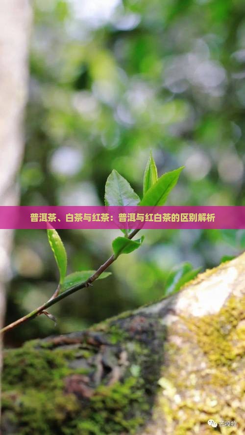 普洱茶、白茶与红茶：普洱与红白茶的区别解析