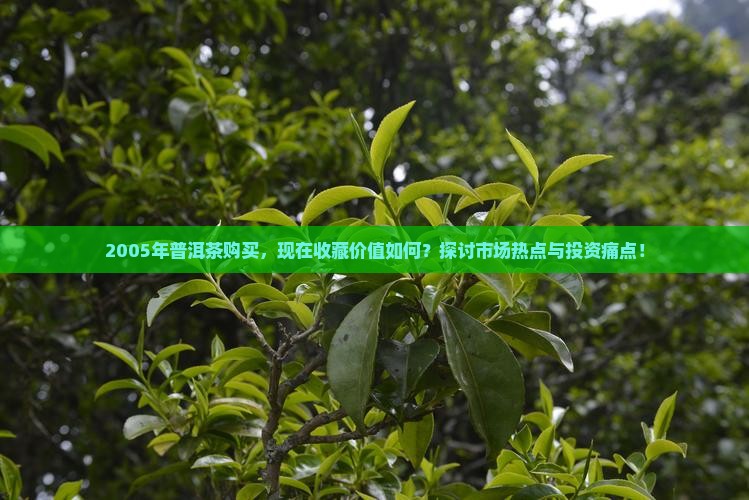 2005年普洱茶购买，现在收藏价值如何？探讨市场热点与投资痛点！