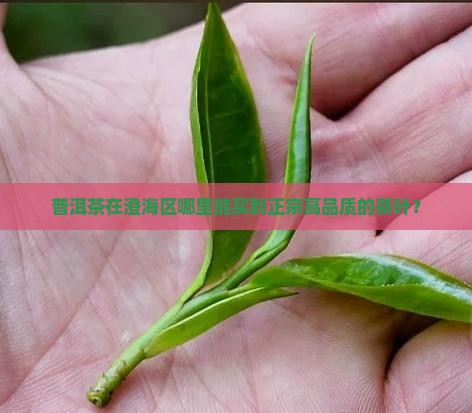 普洱茶在澄海区哪里能买到正宗高品质的茶叶？