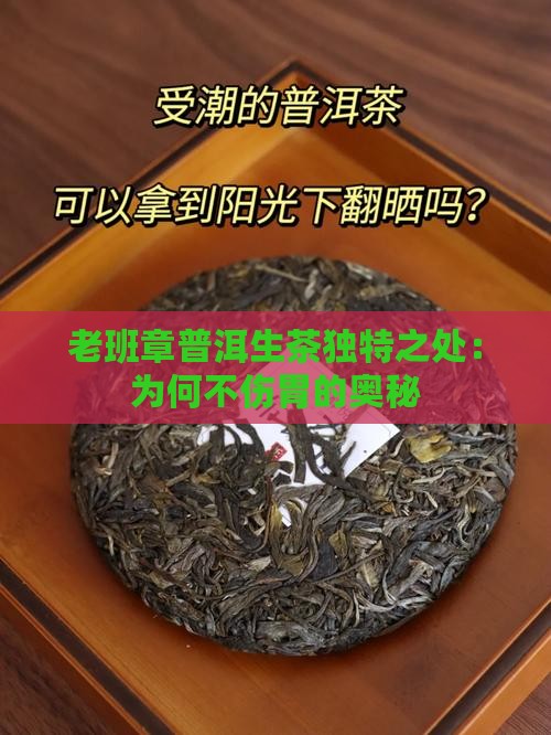 老班章普洱生茶独特之处：为何不伤胃的奥秘