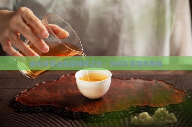 老班章普洱生茶独特之处：为何不伤胃的奥秘
