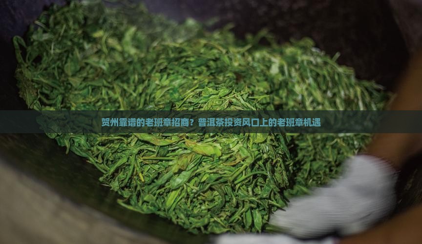贺州靠谱的老班章招商？普洱茶投资风口上的老班章机遇