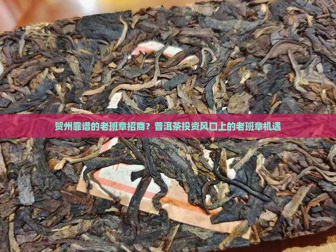 贺州靠谱的老班章招商？普洱茶投资风口上的老班章机遇