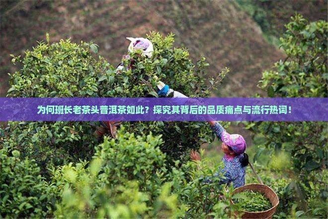 为何班长老茶头普洱茶如此？探究其背后的品质痛点与流行热词！