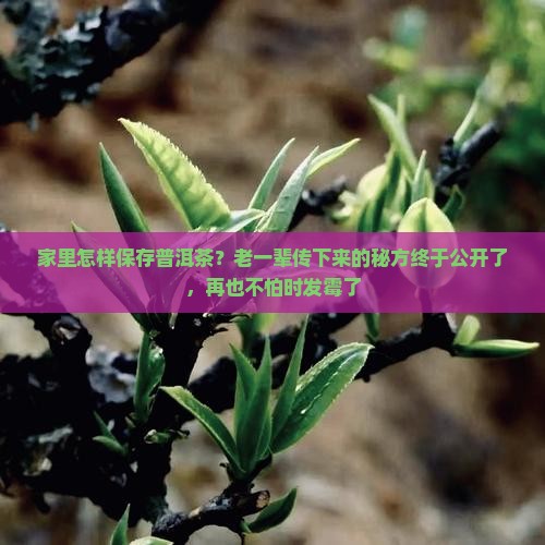 家里怎样保存普洱茶?老一辈传下来的秘方终于公开了,再也不怕时发霉了 家里怎样保存普洱茶?老一辈传下来的秘方终于公开了,再也不怕时发霉了