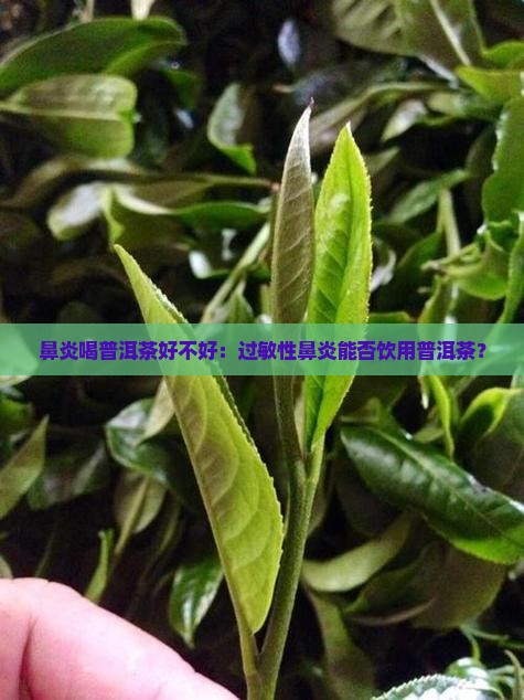 鼻炎喝普洱茶好不好：过敏性鼻炎能否饮用普洱茶？