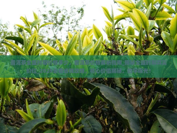 普洱茶全盛时期价格多少