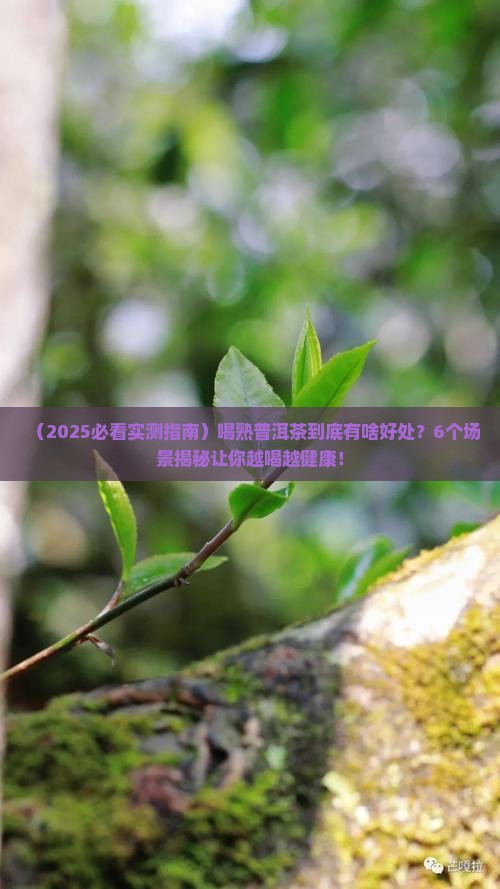 喝熟普洱茶有什么好处6